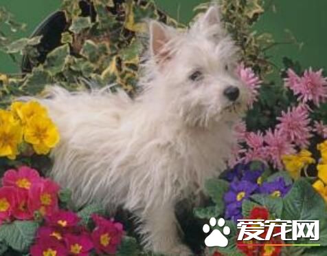 西高地白梗適合小孩養嗎 西高地白梗的性格特點