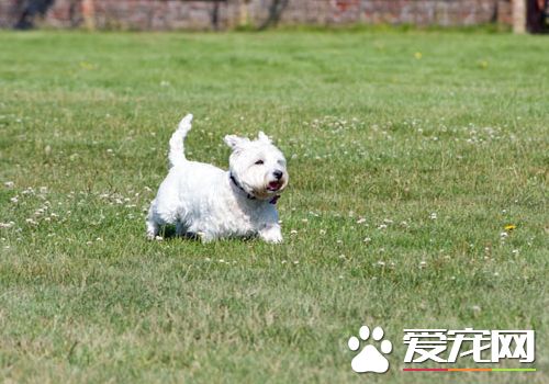 西高地白梗適合小孩養嗎 西高地白梗的性格特點
