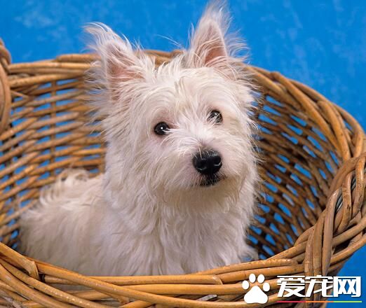 西高地白梗壽命 西高地白梗平均壽命十四歲