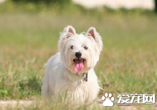 西高地白梗體味 如何清除西高地白梗體味