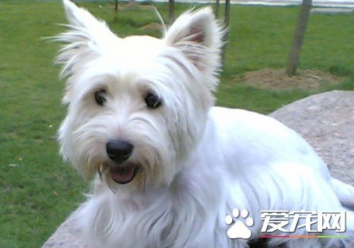 西高地白梗體型 西高地白梗屬於小型犬