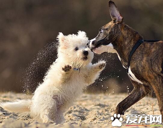 西高地白梗體型 西高地白梗屬於小型犬