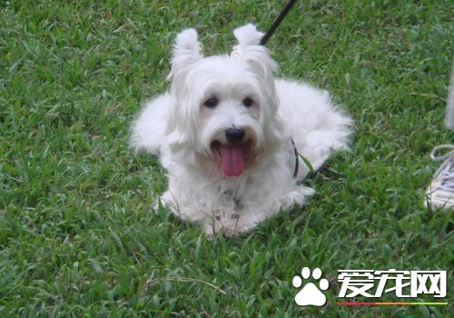 西高地白梗夏季造型 染色需要注意哪些問題