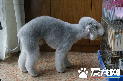 貝靈頓梗厲害嗎 貝靈頓梗犬勇敢性情穩定