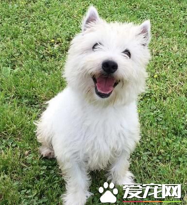 西高地白梗夏季造型 染色需要注意哪些問題