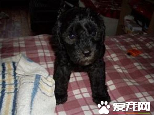 貝靈頓梗厲害嗎 貝靈頓梗犬勇敢性情穩定