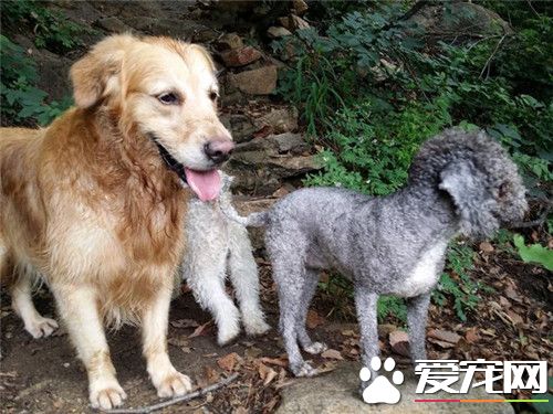 貝靈頓梗厲害嗎 貝靈頓梗犬勇敢性情穩定
