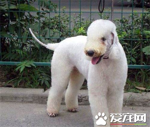貝靈頓梗耐寒程度 狗狗有一定的耐寒能力