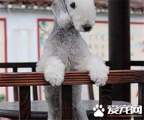 貝靈頓梗耐寒程度 狗狗有一定的耐寒能力