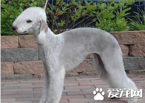 貝靈頓梗脾氣好嗎 脾氣好天性溫柔威猛