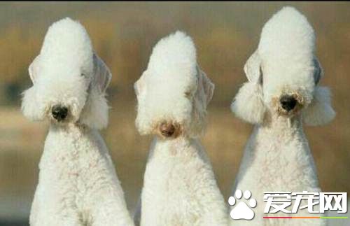 貝靈頓梗老洗澡好嗎 貝靈頓梗犬換毛的護理常識