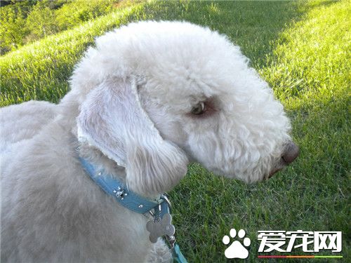 貝靈頓梗脾氣好嗎 脾氣好天性溫柔威猛