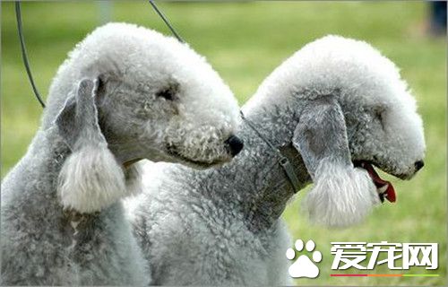 貝靈頓梗老洗澡好嗎 貝靈頓梗犬換毛的護理常識