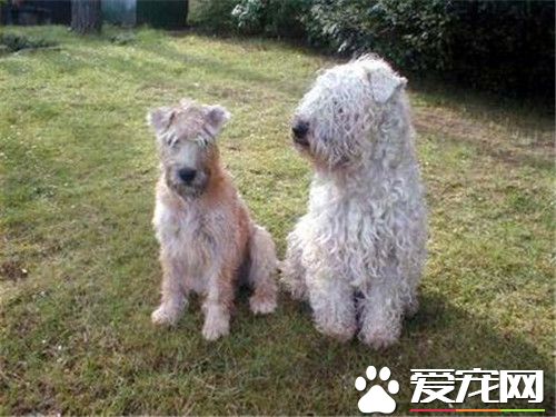 貝靈頓梗老洗澡好嗎 貝靈頓梗犬換毛的護理常識