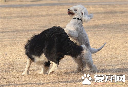 貝靈頓梗可以和京巴混養嗎 兩者可以一起混養