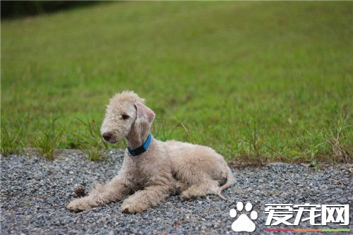 貝靈頓梗看家嗎 看家能力較弱對陌生人很友善