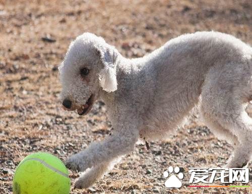 貝靈頓梗看家嗎 看家能力較弱對陌生人很友善