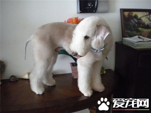 貝靈頓梗看家嗎 看家能力較弱對陌生人很友善