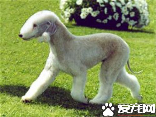 貝靈頓梗會很凶嗎 貝靈頓梗有好斗的個性