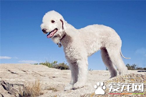 貝靈頓梗會變色嗎 一歲後毛色基本就穩定