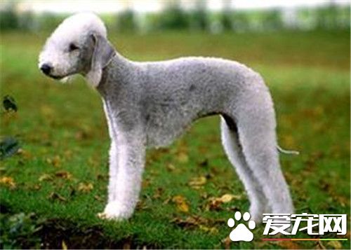 貝靈頓梗會變色嗎 一歲後毛色基本就穩定
