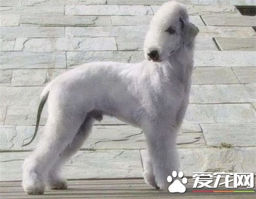 貝靈頓梗和杜賓那個凶 還是杜賓凶一些