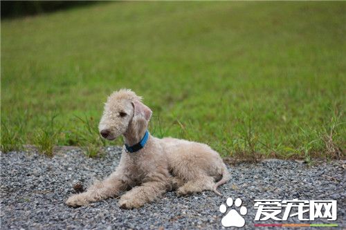 貝靈頓梗和杜賓那個凶 還是杜賓凶一些