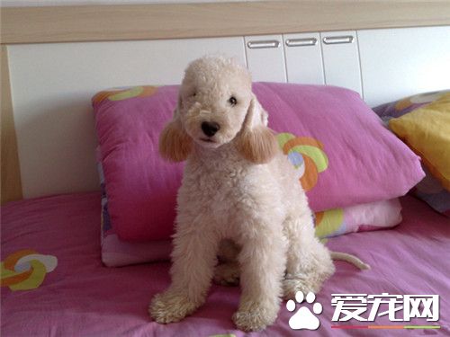 貝靈頓梗和杜賓那個凶 還是杜賓凶一些