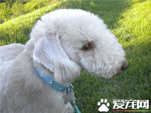 貝靈頓梗貴嗎 要看貝靈頓梗的品相怎麼樣