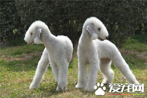 貝靈頓梗貴嗎 要看貝靈頓梗的品相怎麼樣