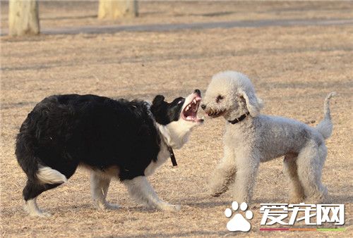 貝靈頓梗多久修毛一次 貝靈頓梗修毛方法