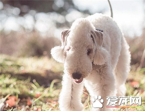 貝靈頓梗多久修毛一次 貝靈頓梗修毛方法