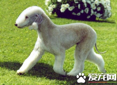 貝靈頓梗多久修毛一次 貝靈頓梗修毛方法