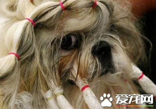 西施犬怎樣愛護 西施犬提交調教溫順乖巧