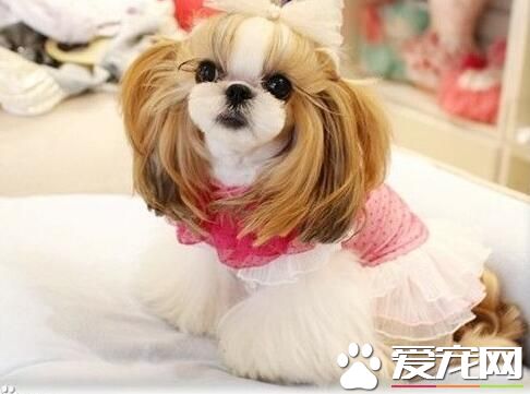 西施犬造型 西施犬漂亮造型的打造方法