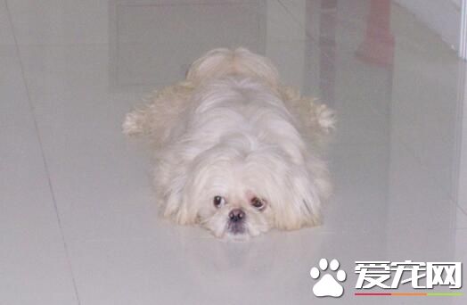 西施犬怎樣愛護 西施犬提交調教溫順乖巧