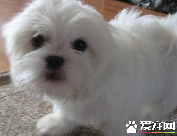 西施犬怎樣愛護 西施犬提交調教溫順乖巧
