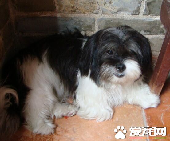 西施犬智力 提升西施犬智商主要的方法