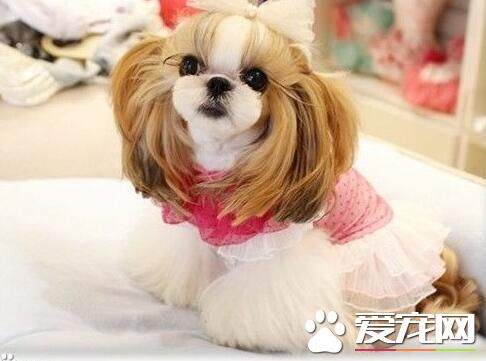 西施犬智力 提升西施犬智商主要的方法