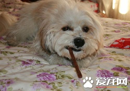 西施犬種類 西施犬的祖先生活在中國西藏