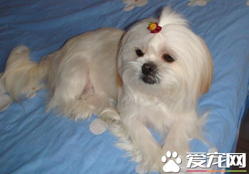 西施犬重量 雄性西施犬體重4.5到8.1公斤