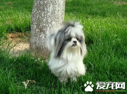 西施犬種類 西施犬的祖先生活在中國西藏