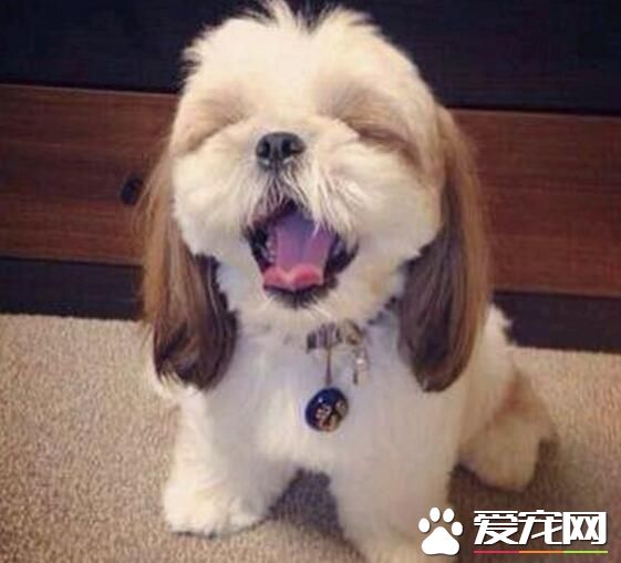 西施犬種類 西施犬的祖先生活在中國西藏
