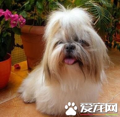 西施犬重量 雄性西施犬體重4.5到8.1公斤
