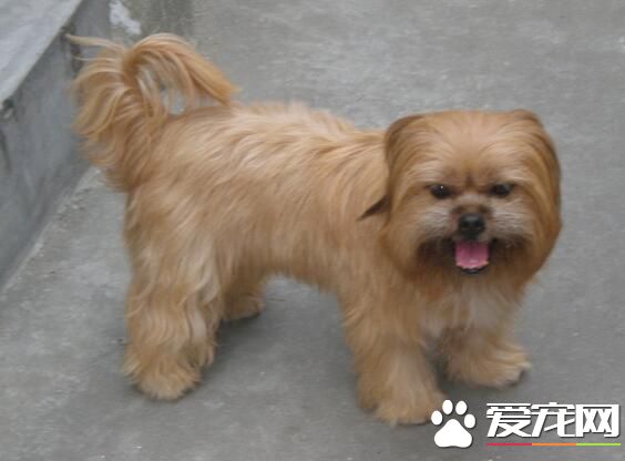 西施犬資料 西施犬的體型特點以及起源