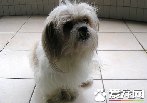 西施犬資料 西施犬的體型特點以及起源