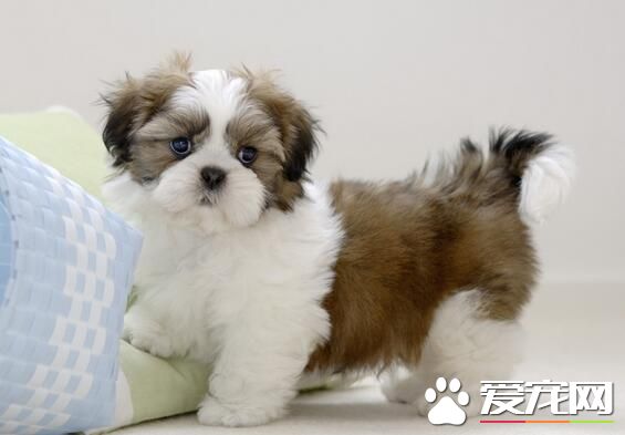 西施犬重量 雄性西施犬體重4.5到8.1公斤