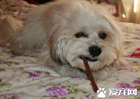 西施犬資料 西施犬的體型特點以及起源