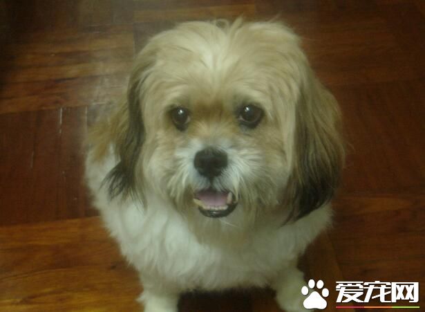 西施犬最多長 西施犬的理想尺寸是9到12英寸