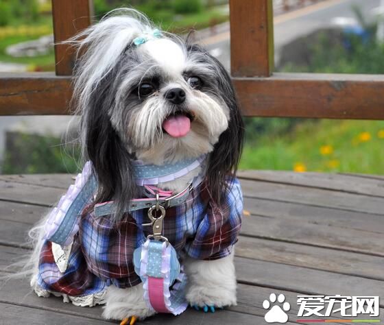 西施犬最多長 西施犬的理想尺寸是9到12英寸